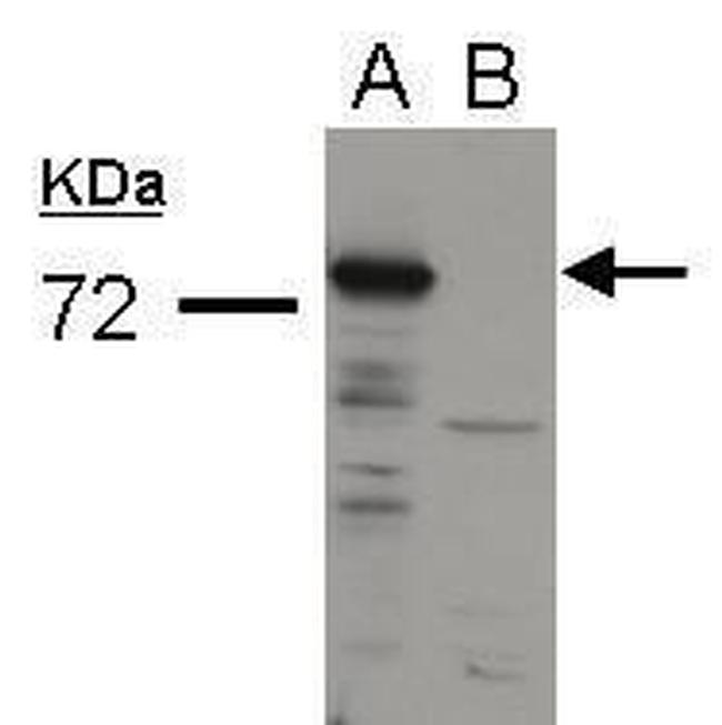 Influenza A PA Antibody in Western Blot (WB)