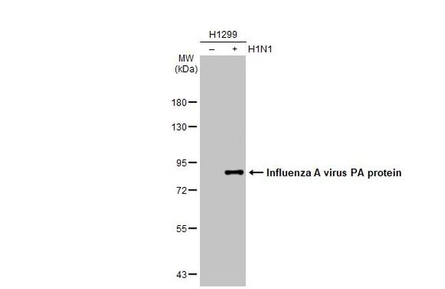 Influenza A PA Antibody in Western Blot (WB)