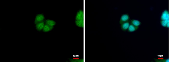 HRSP12 Antibody in Immunocytochemistry (ICC/IF)