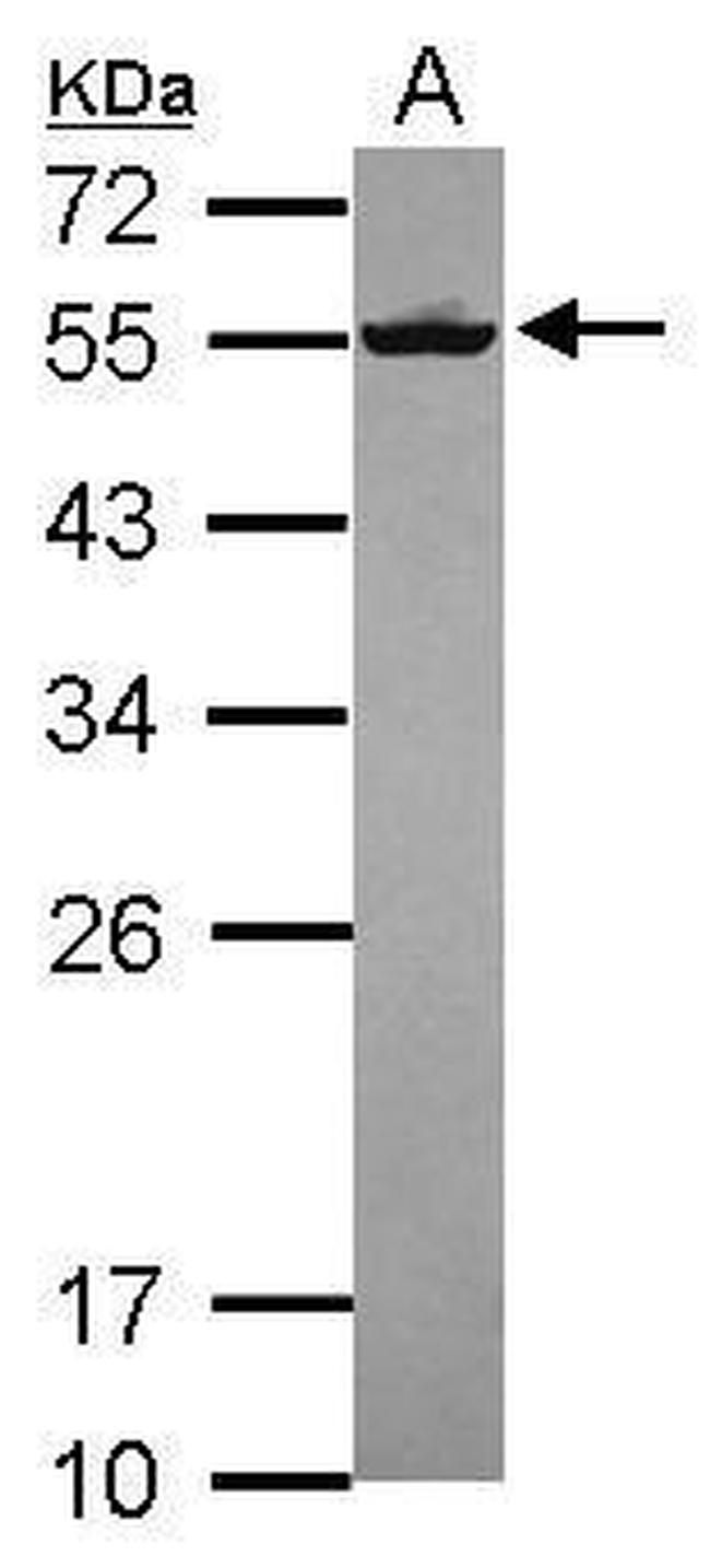 Septin-8 Antibody in Western Blot (WB)