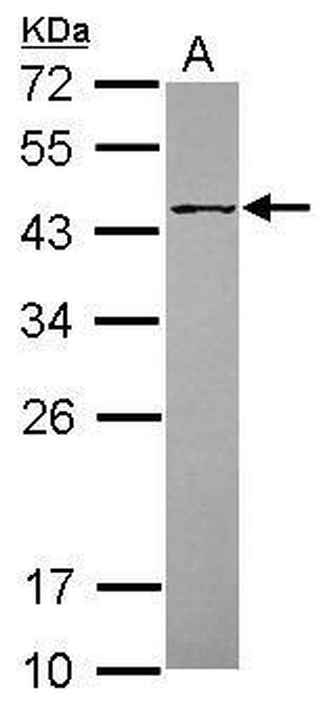 POFUT1 Antibody in Western Blot (WB)