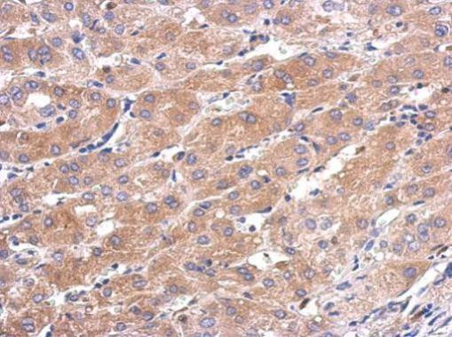 CALML5 Antibody in Immunohistochemistry (Paraffin) (IHC (P))