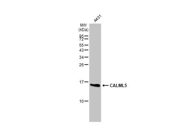 CALML5 Antibody in Western Blot (WB)