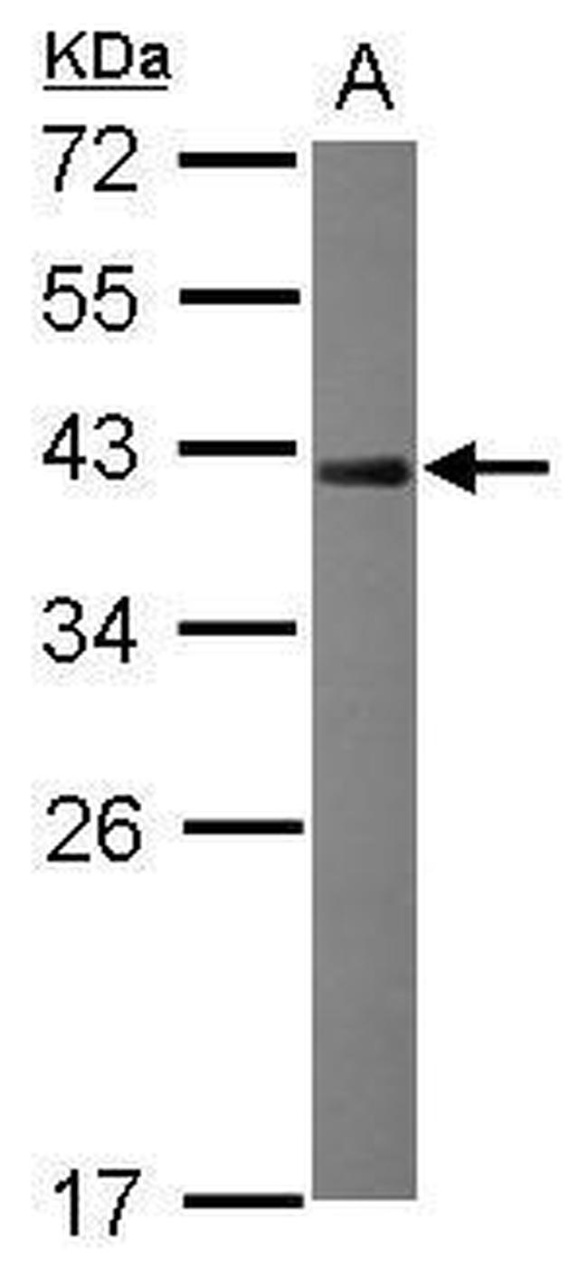 NRBF2 Antibody in Western Blot (WB)