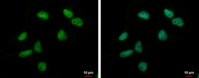 ZNF76 Antibody in Immunocytochemistry (ICC/IF)