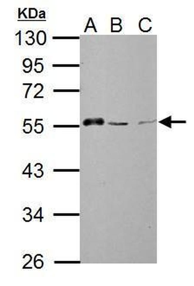 AAMP Antibody in Western Blot (WB)