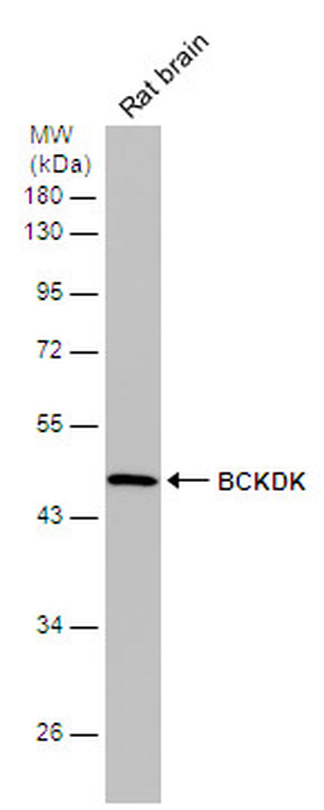 BCKDK Antibody in Western Blot (WB)