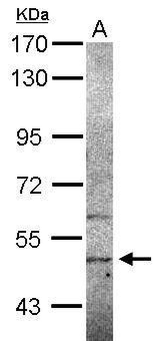 SIGLEC12 Antibody in Western Blot (WB)