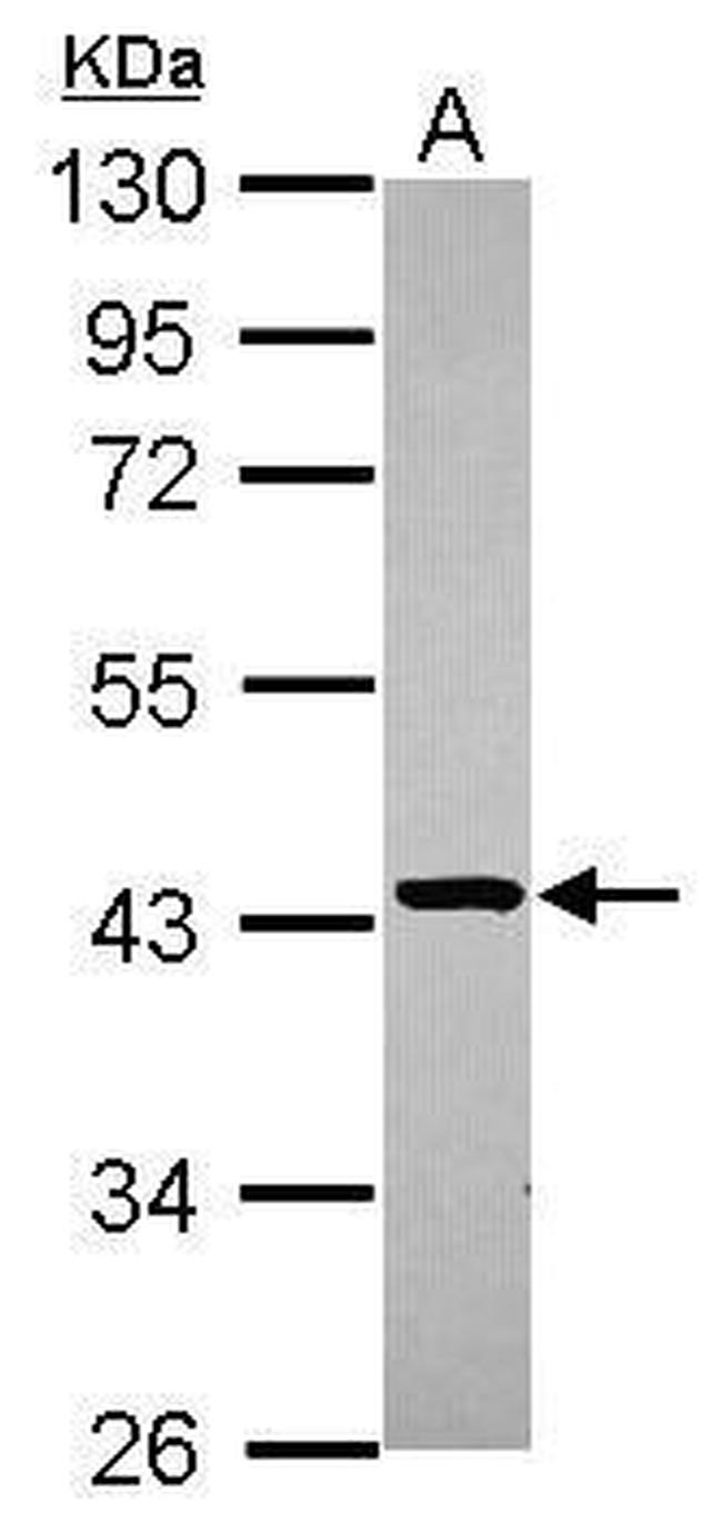 STBD1 Antibody in Western Blot (WB)