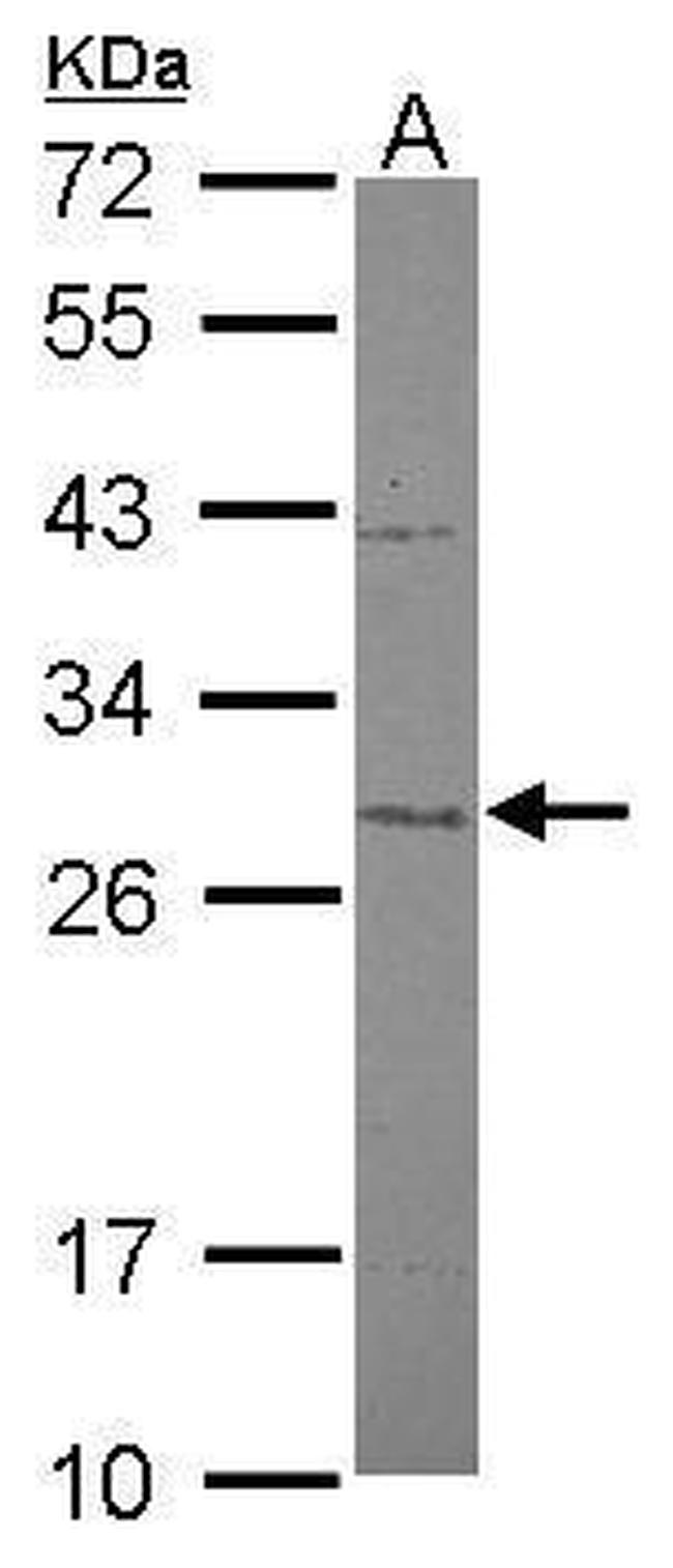 MTIF3 Antibody in Western Blot (WB)