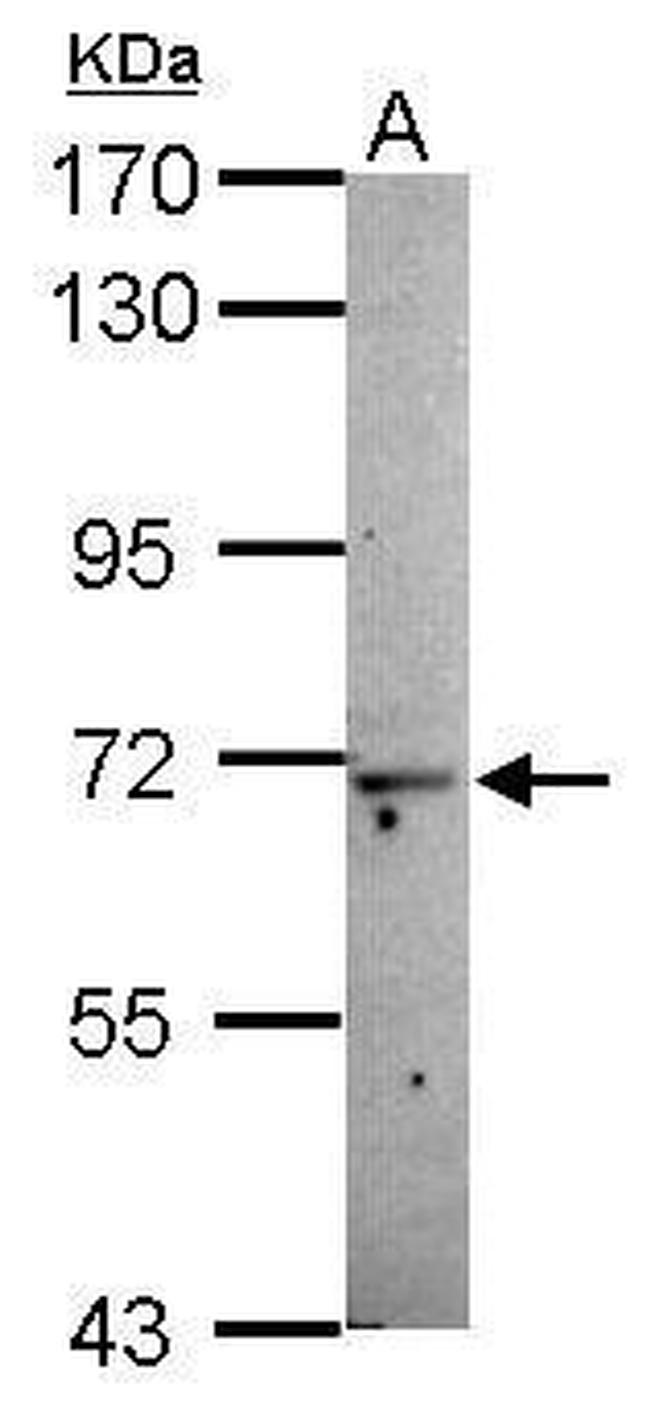 MOXD1 Antibody in Western Blot (WB)