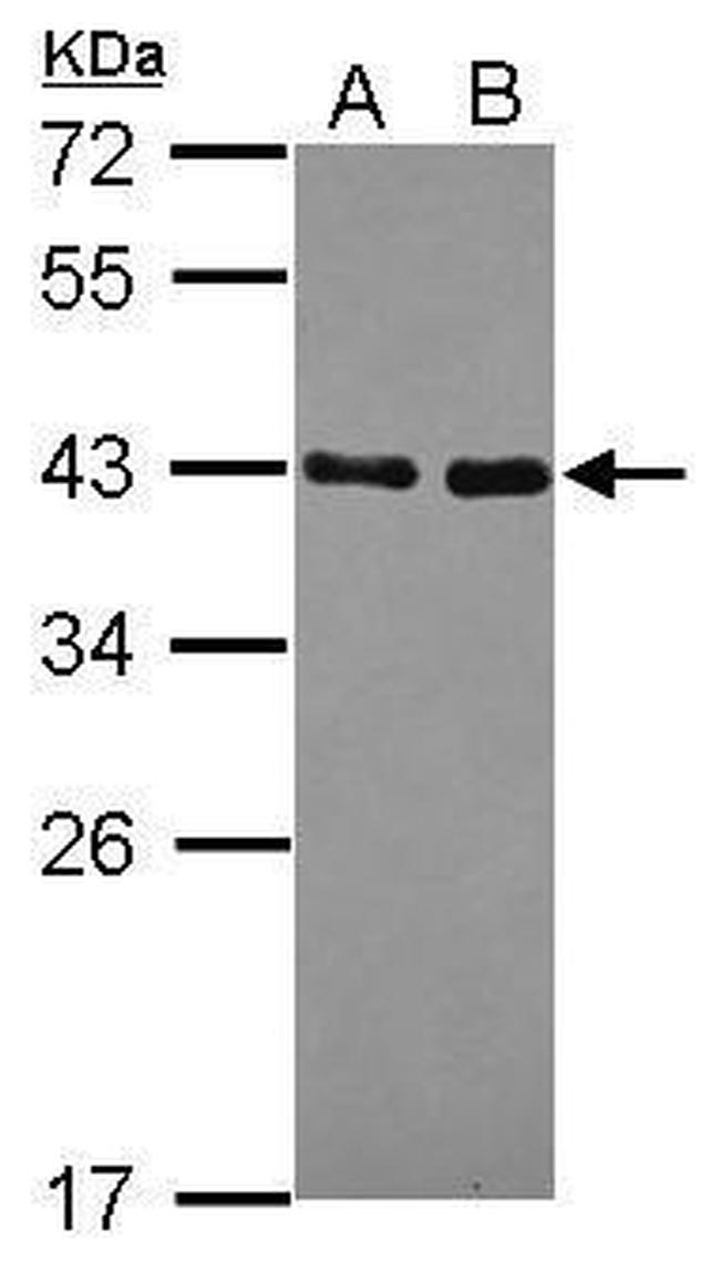 NRBF2 Antibody in Western Blot (WB)