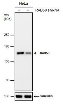 RAD50 Antibody