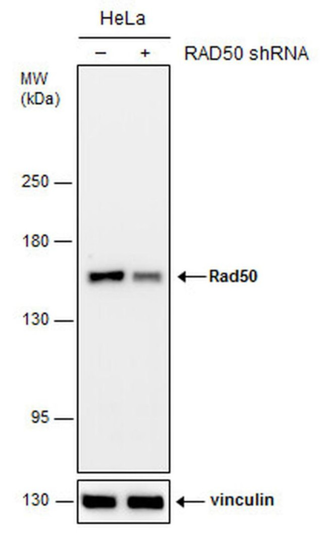 RAD50 Antibody