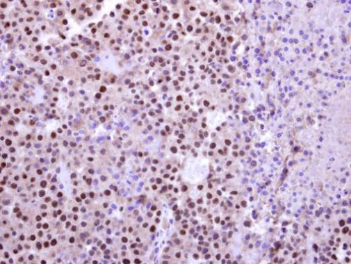 C14orf130 Antibody in Immunohistochemistry (Paraffin) (IHC (P))