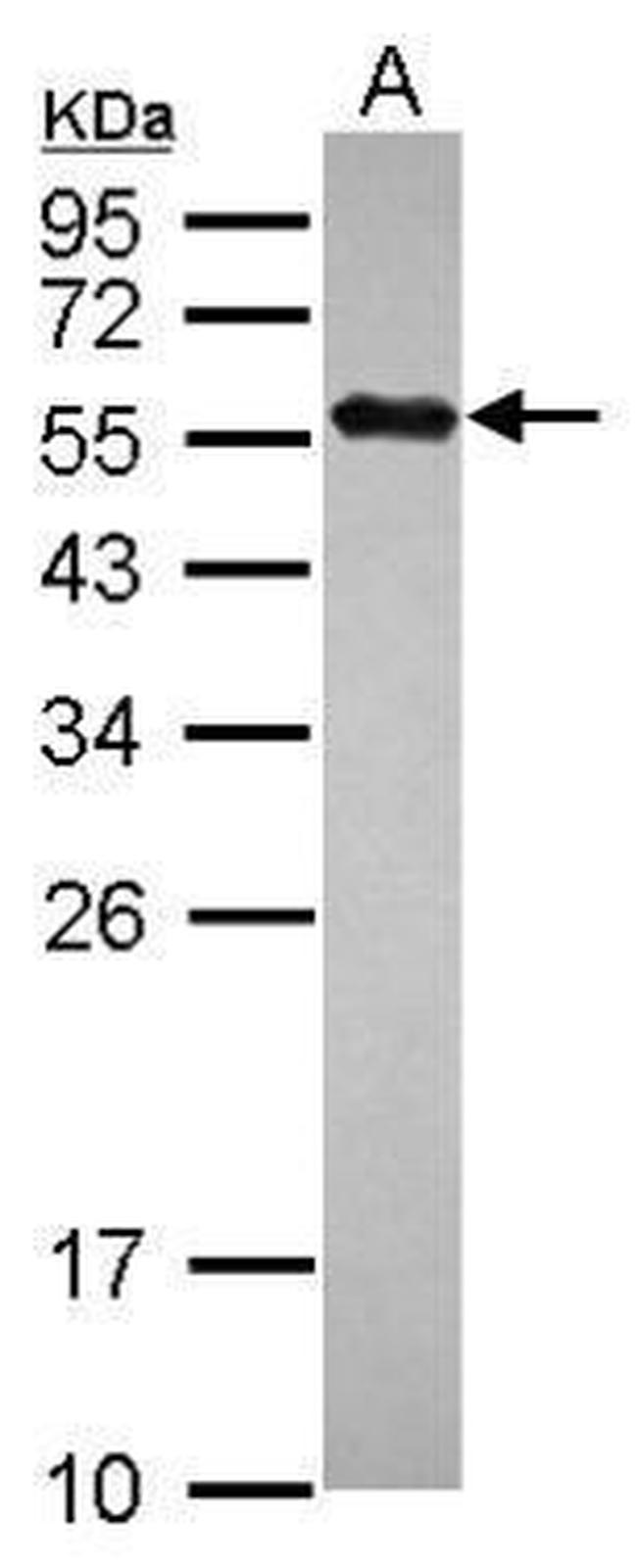 C14orf130 Antibody in Western Blot (WB)