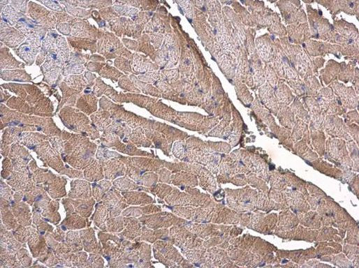 OLFML3 Antibody in Immunohistochemistry (Paraffin) (IHC (P))