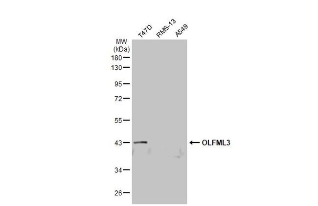 OLFML3 Antibody in Western Blot (WB)