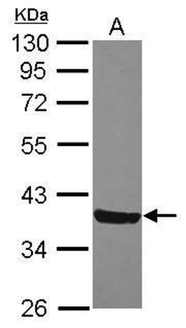 MOSC2 Antibody in Western Blot (WB)