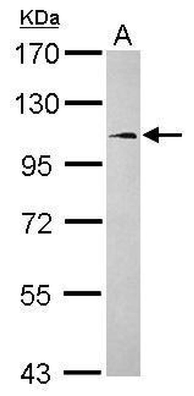 FCHO1 Antibody in Western Blot (WB)