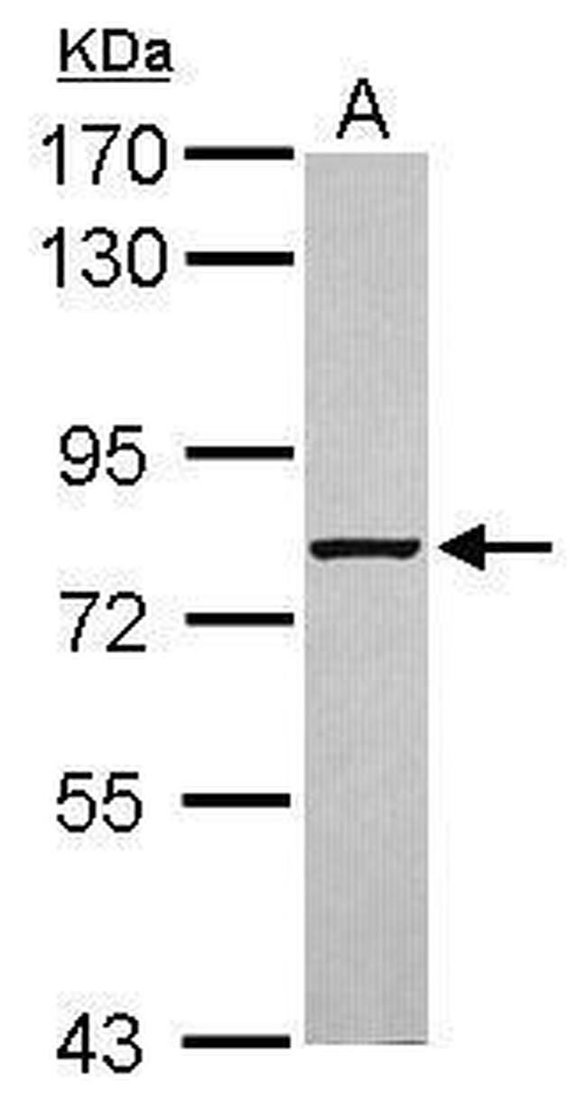 ABCF3 Antibody in Western Blot (WB)