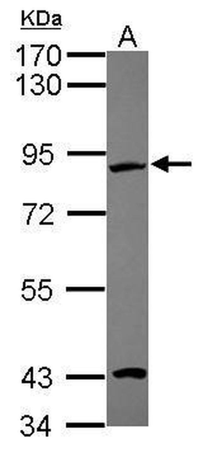 EFHC2 Antibody in Western Blot (WB)