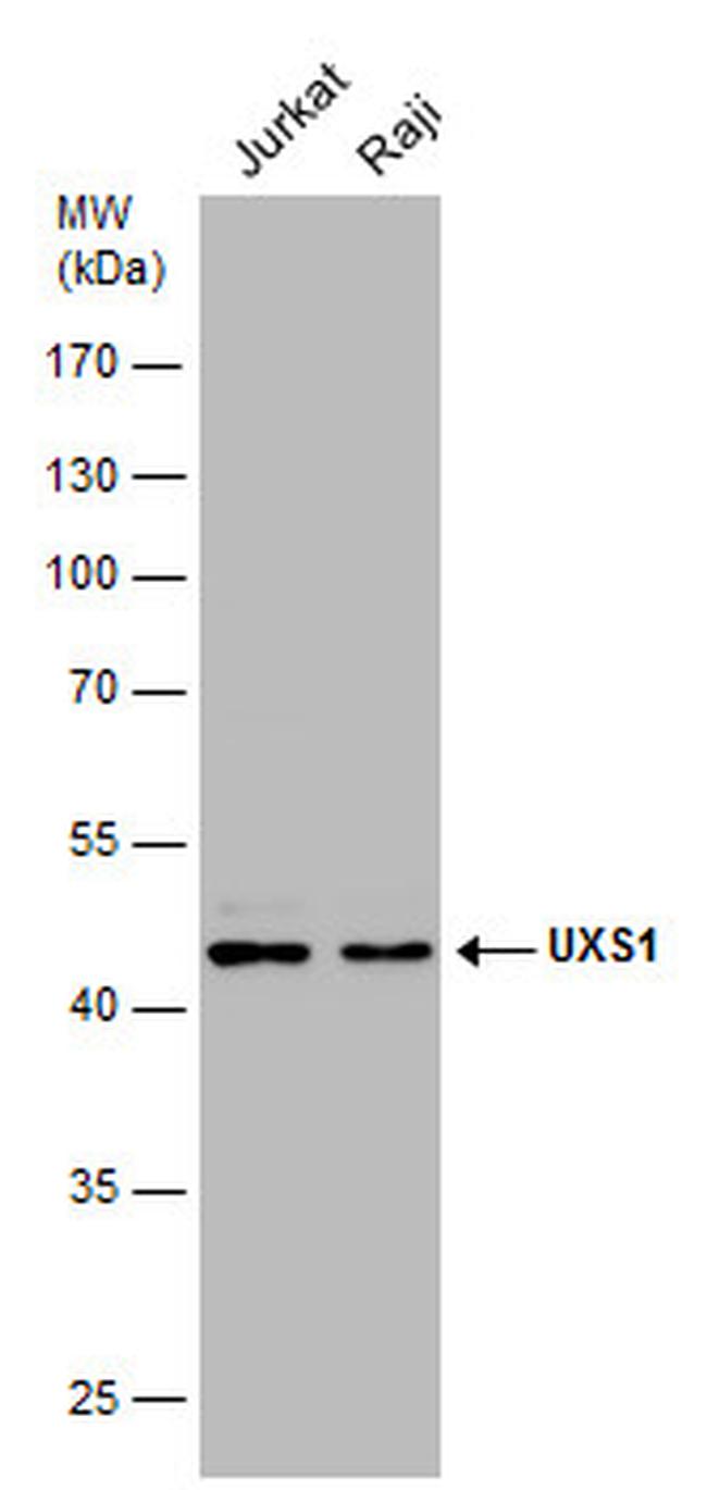 UXS1 Antibody in Western Blot (WB)