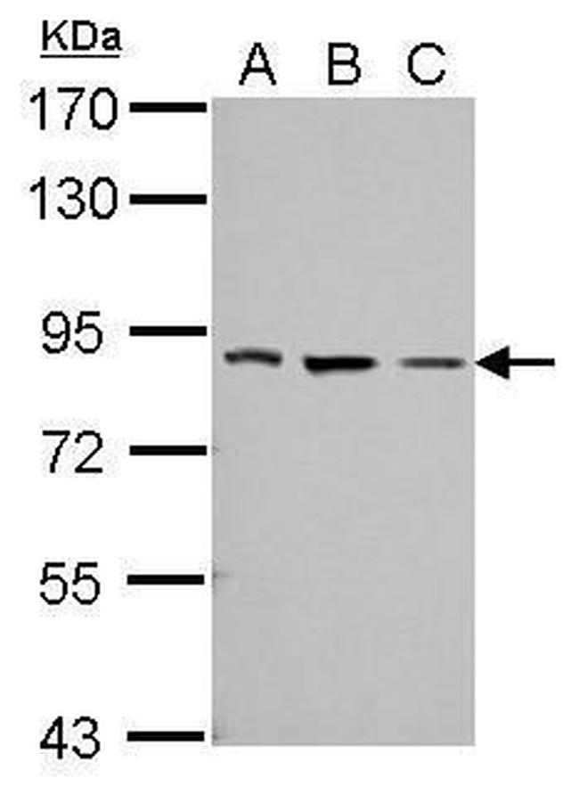 THOC5 Antibody in Western Blot (WB)