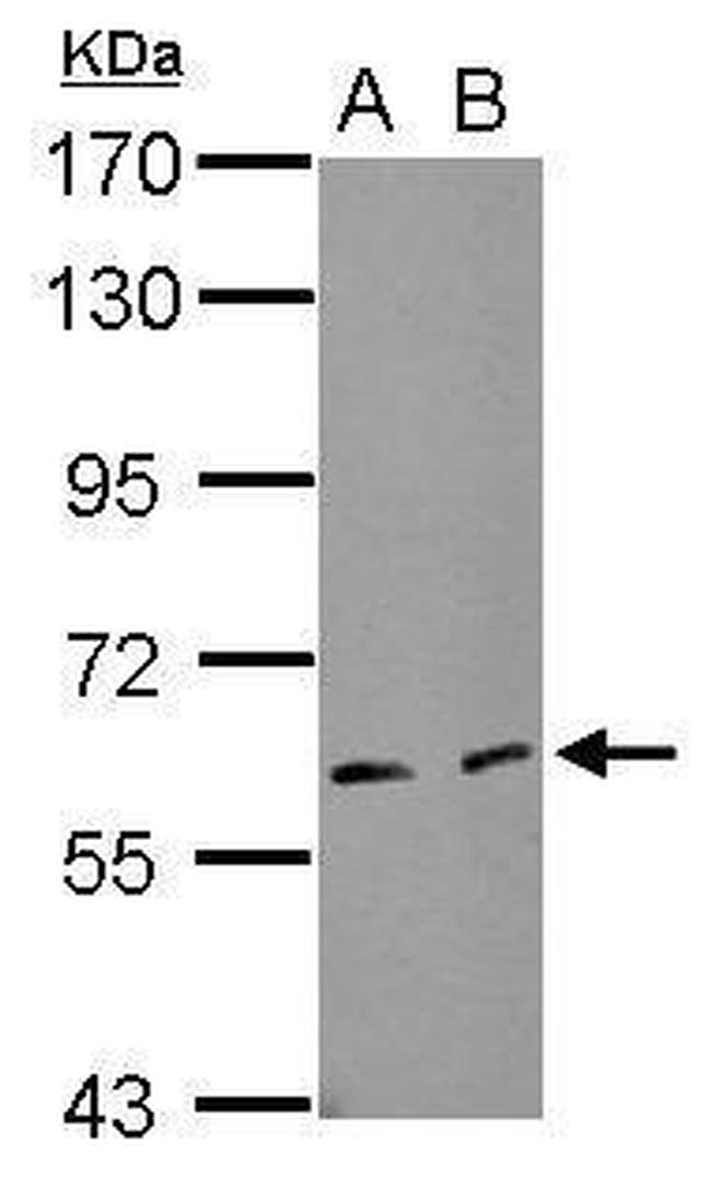 eIF3l Antibody in Western Blot (WB)