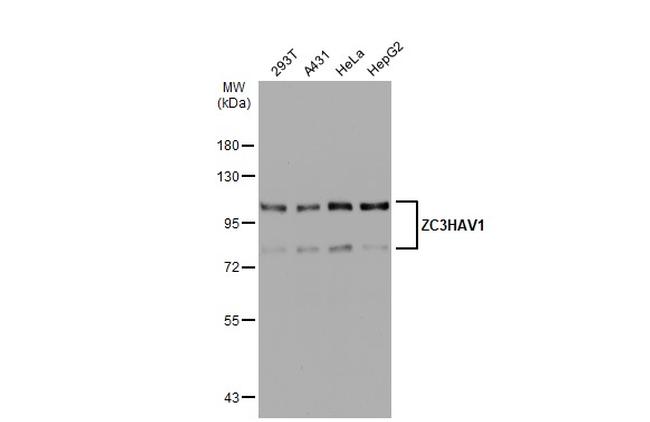 ZC3HAV1 Antibody in Western Blot (WB)