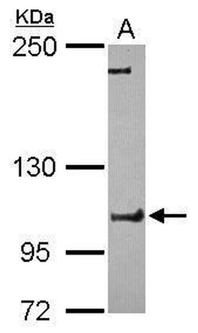 FCHO1 Antibody in Western Blot (WB)