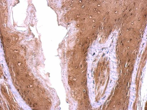 Nop25 Antibody in Immunohistochemistry (Paraffin) (IHC (P))