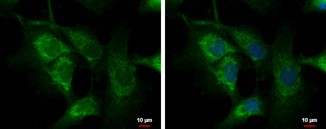 C1orf74 Antibody in Immunocytochemistry (ICC/IF)