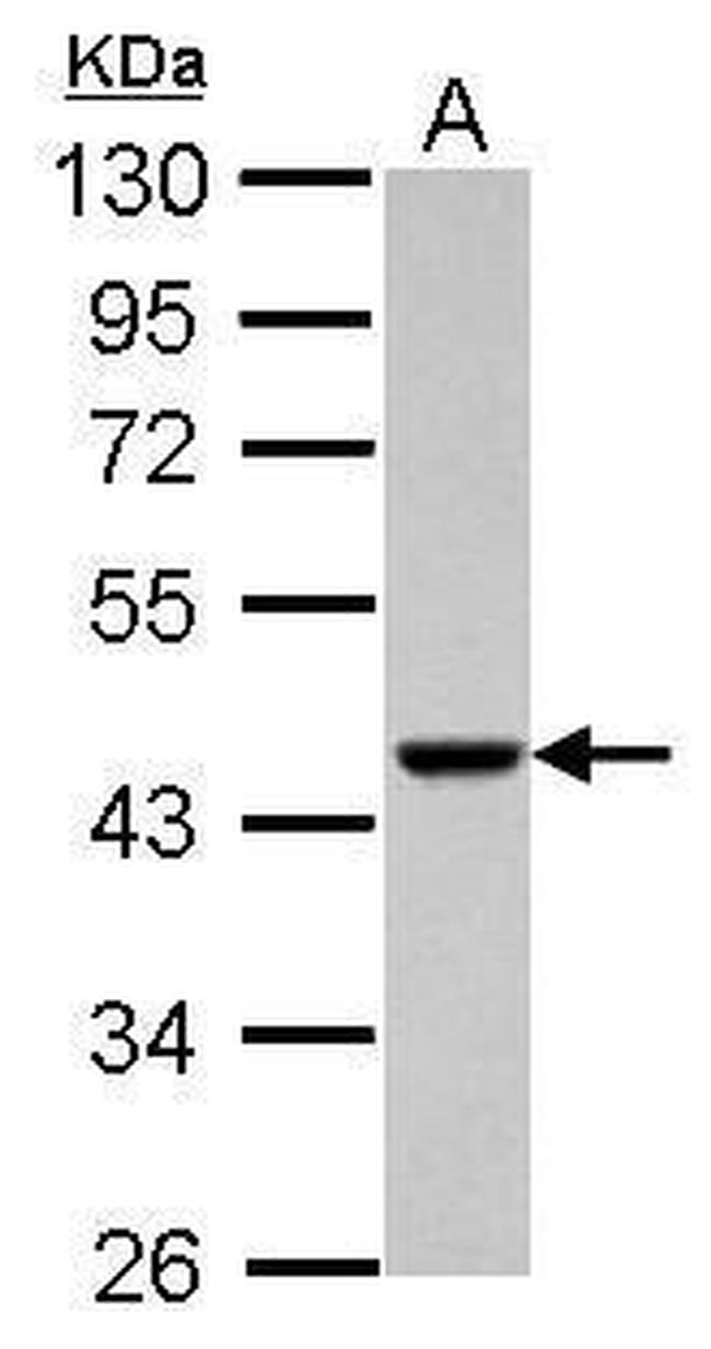 ACTRT1 Antibody in Western Blot (WB)