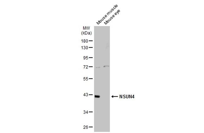 NSUN4 Antibody in Western Blot (WB)