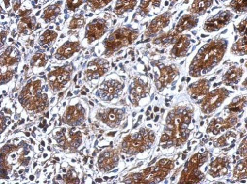 PSG3 Antibody in Immunohistochemistry (Paraffin) (IHC (P))