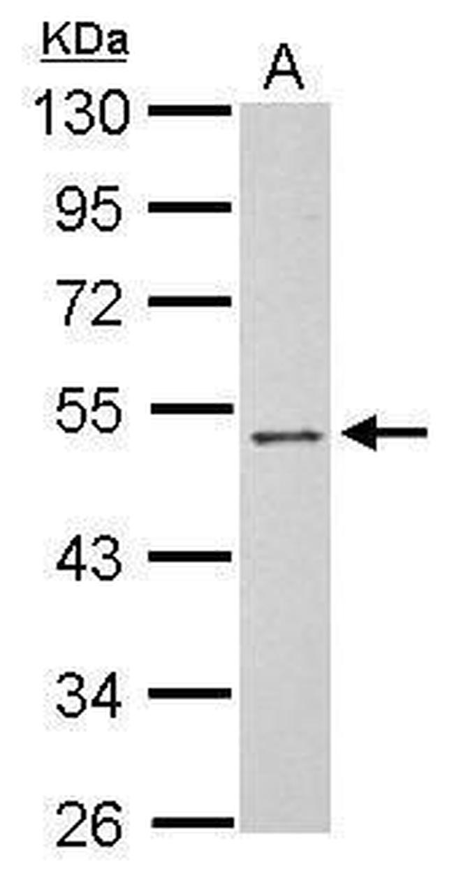 PSG3 Antibody in Western Blot (WB)