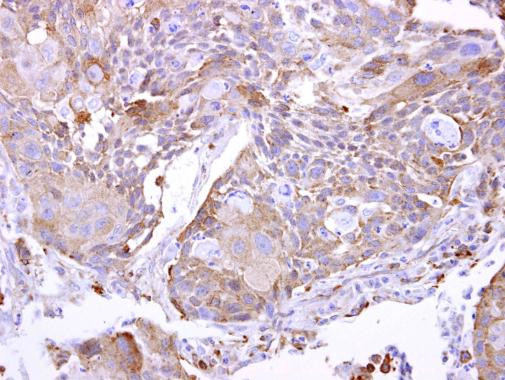 PYROXD2 Antibody in Immunohistochemistry (Paraffin) (IHC (P))