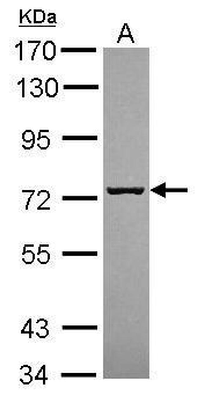 SCFD1 Antibody in Western Blot (WB)