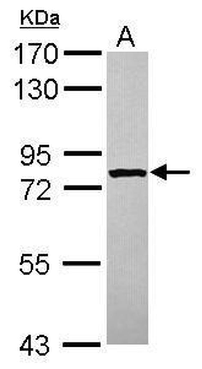 STRBP Antibody in Western Blot (WB)