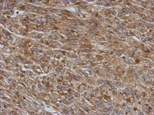 TMCO3 Antibody in Immunohistochemistry (Paraffin) (IHC (P))