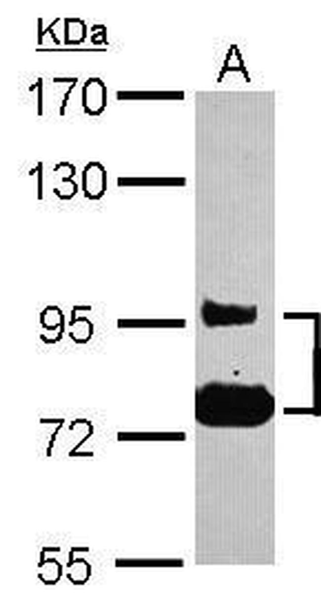 SEMA4B Antibody in Western Blot (WB)