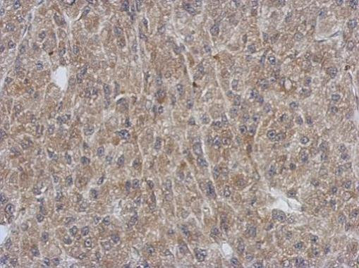 SH3YL1 Antibody in Immunohistochemistry (Paraffin) (IHC (P))