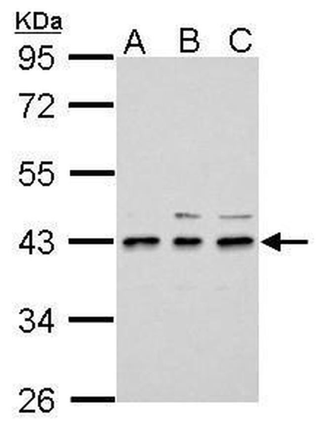 UPP2 Antibody in Western Blot (WB)