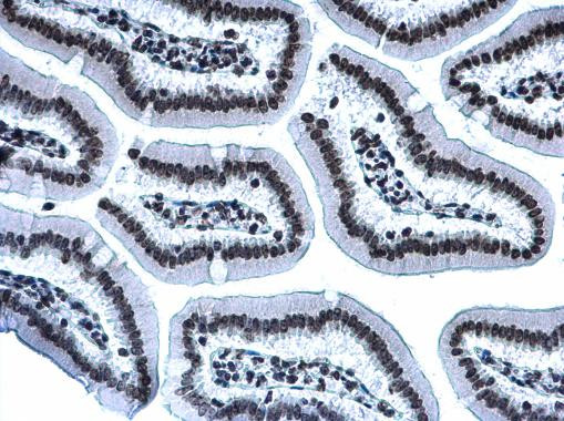 H3K27me3 Antibody in Immunohistochemistry (Paraffin) (IHC (P))