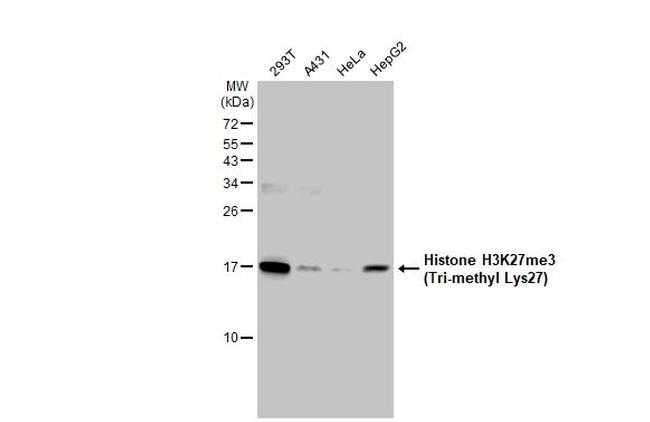 H3K27me3 Antibody in Western Blot (WB)