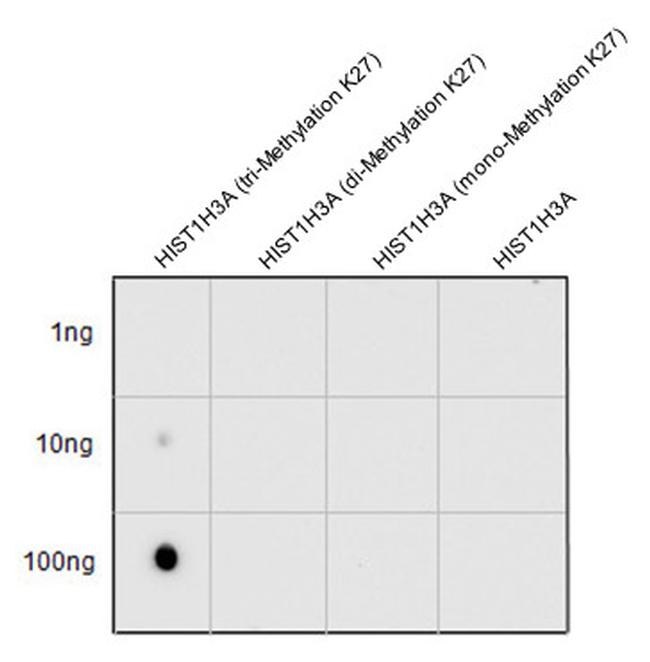 H3K27me3 Antibody in Dot Blot (DB)