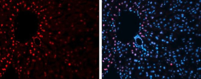 H3K27me3 Antibody in Immunohistochemistry (Frozen) (IHC (F))