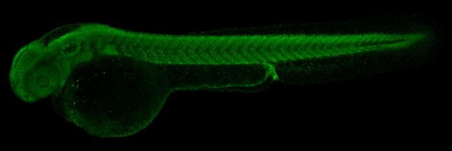 H3K27me3 Antibody in Immunohistochemistry - Free Floating (IHC (Free))