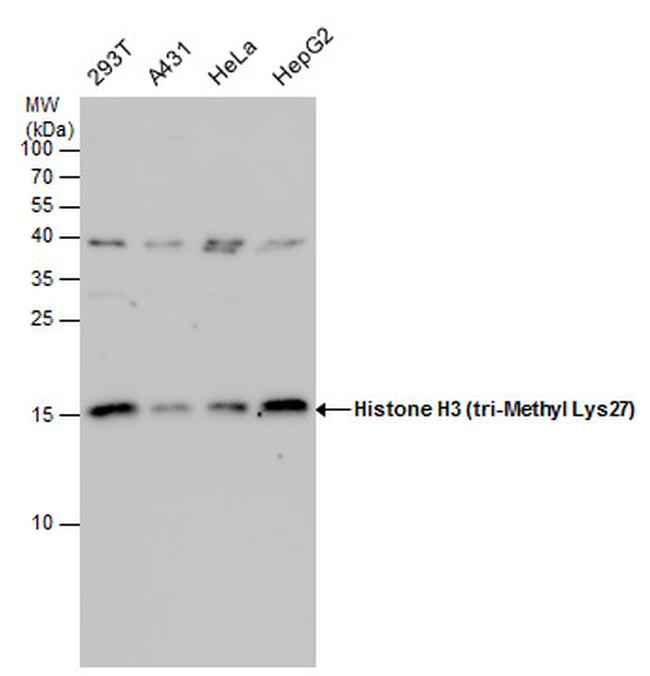 H3K27me3 Antibody in Western Blot (WB)